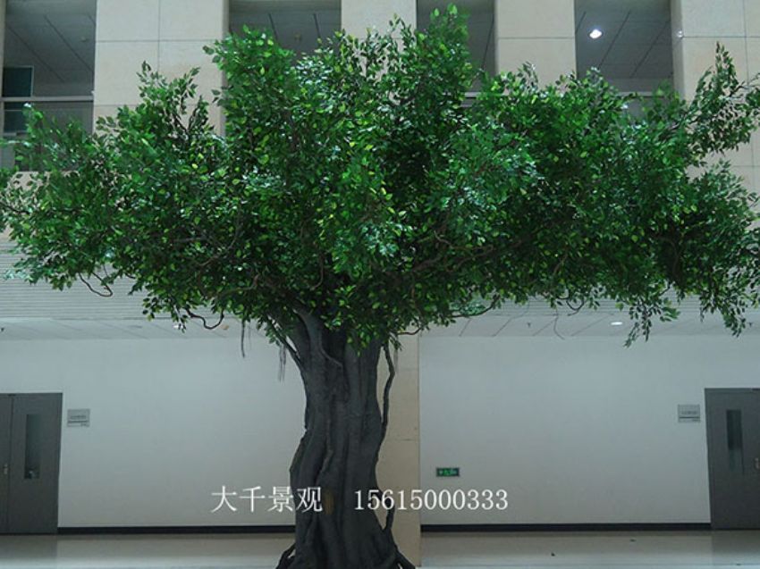 點擊查看詳細信息<br>標題：室內榕樹 閱讀次數：1443