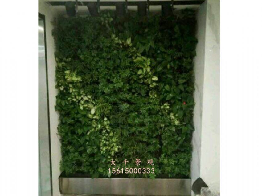 點(diǎn)擊查看詳細(xì)信息<br>標(biāo)題：綠植墻 閱讀次數(shù)：2091